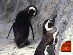 Американский пингвин-гей сменил ориентацию