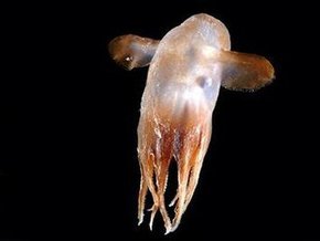Ученые обнаружили в мировом океане неизвестные существа